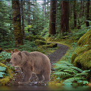 864-forest_trail_card