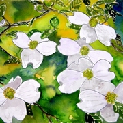 Dogwood_tree_flowers_small_card