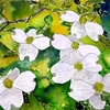 Dogwood_tree_flowers_small_thumb