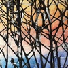 Frosty_vineyard_sunrise_thumb