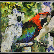 Bird_snapseed_dl_card