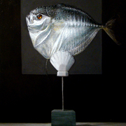 201210sundriedmoonfish60x80cm_card