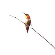Humming_bird_2_card