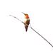 Humming_bird_2_square