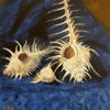 Three_murex_shells_thumb