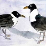 Seagulls_small_card