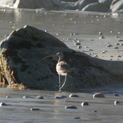 Curvedsandpiper_card