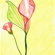 Laura_s_art_cala_lilly_001_card