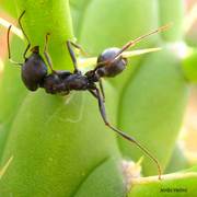 Cactus_card