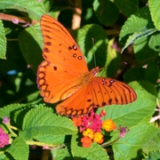 Dsc_0056_card