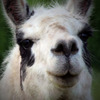Alpacas4sm_thumb