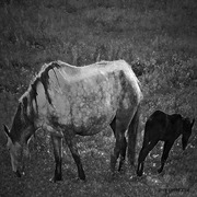 Mareand_colt_bwsm_card