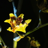 Img_7710a_thumb