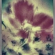 Saki_card