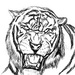 Tiger_sketch_square
