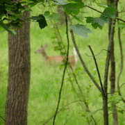 Blurry_deer_card