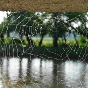 Caught_in_your_web_card