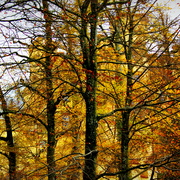 Imgp1201_card