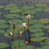 Water_lily36_thumb