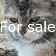 Cat-fs_card