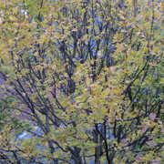 Img_2087_card