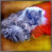 Fluffy_card