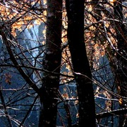 1_p_trees_blue_card
