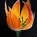 Yellow_pointed_tulip_square