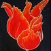 Bright_red_fire_tulip_for_web_square