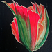 Red___green_tulip_for_web_square