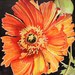 Frilly_orange_poppy039_square