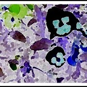 Inverted_pansies_card