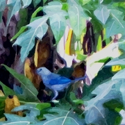 Blue_jay_feeding_card