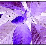 Purple_card