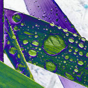 Dscf5287rain2a_card