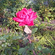 Washington-20121010-00476_card