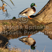 Reflections_card