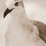 Bidy1_card