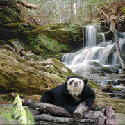 867-mountain_cascade_card
