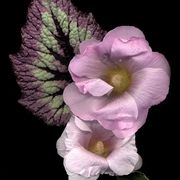 Begonia_holly_hock_copy_card