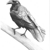 Nevermore_thumb