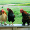 Chicken-chat_copy_thumb