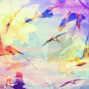 Pelicandreamsmall_card
