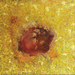 Dsc_5847_cropped_square