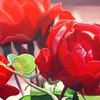 Rose_thumb