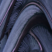 Fohl