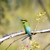 Rainbow_bee-eater-1_thumb