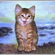 A-happy-cat-brenda-garacci_card
