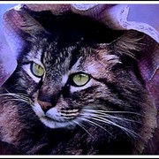 Buzzy_nice_card