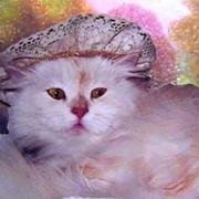 Frivolous-frills-brenda-garacci-a5950_card